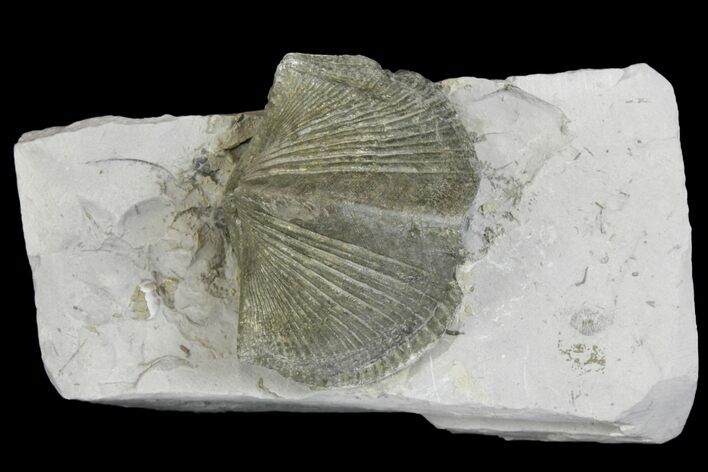 Pyrite Replaced Brachiopod (Paraspirifer) Fossil on Shale - Ohio #136653